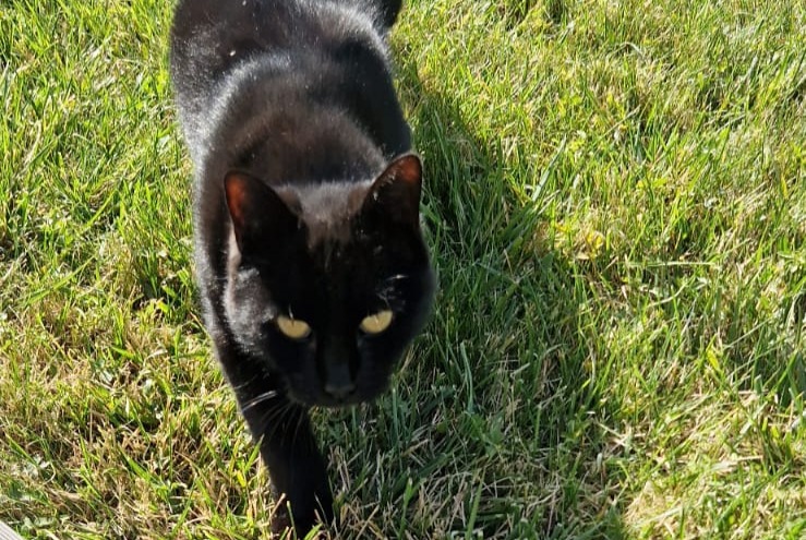 Alerte Disparition Chat Mâle , 8 ans Saint-Denis-en-Val France