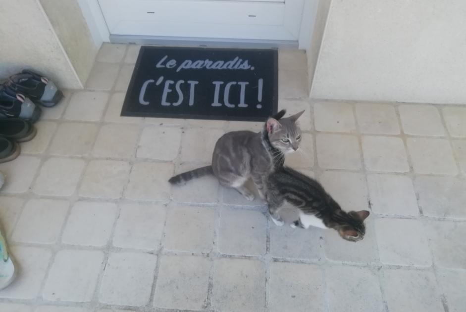 Alerte Découverte Chat Femelle Coulgens France