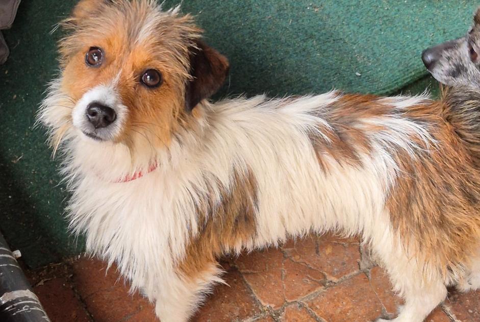 Alerte Découverte Chien Mâle Saint-Brisson-sur-Loire France