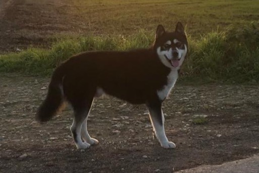 Ontdekkingsalarm Hond rassenvermenging Mannetje Montjean Frankrijk