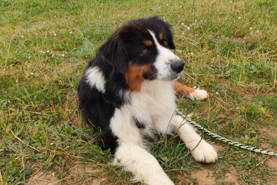 Verdwijningsalarm Hond  Mannetje , 1 jaar Cherves-Richemont Frankrijk