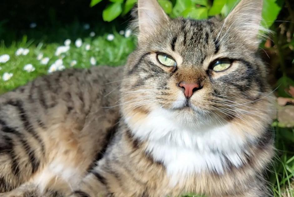 Verdwijningsalarm Kat Mannetje , 1 jaar Flers Frankrijk