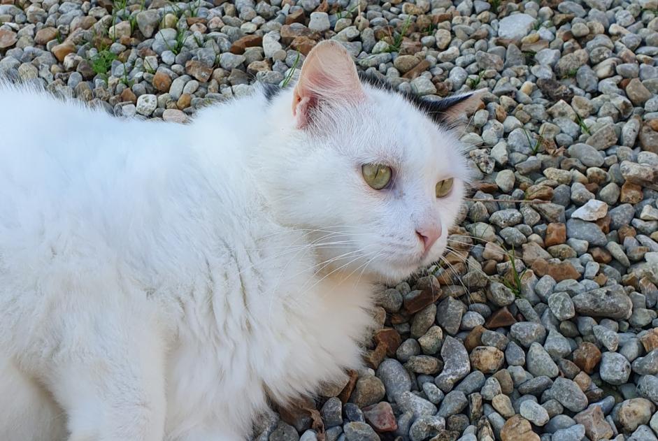 Alerta descoberta Gato cruzamento Desconhecido Brie France